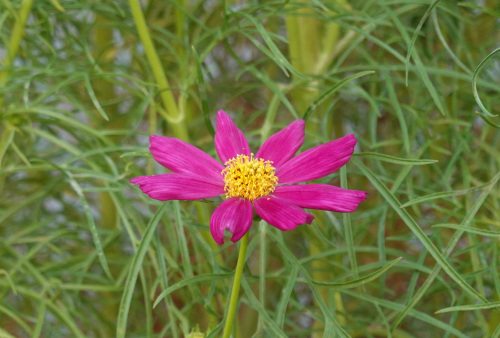 ikeda's garden