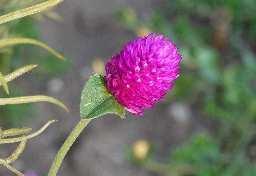 ikeda's garden