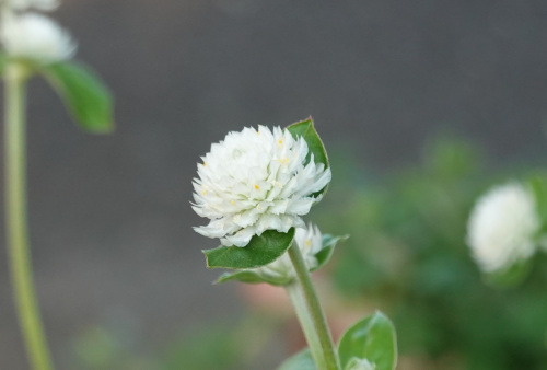ikeda's garden