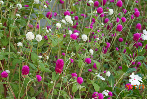 ikeda's garden