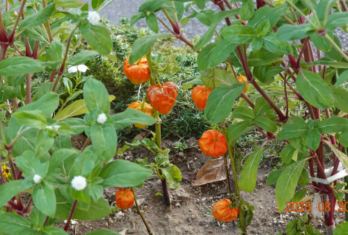 ikeda's garden