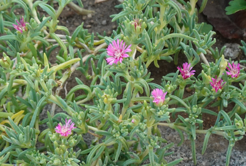 ikeda's garden