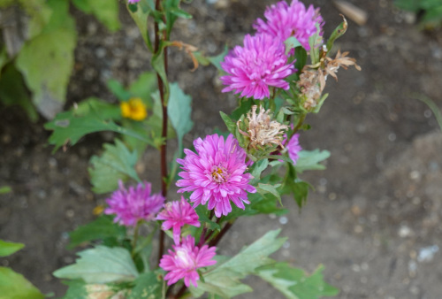 ikeda's garden