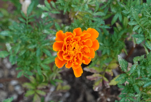 ikeda's garden