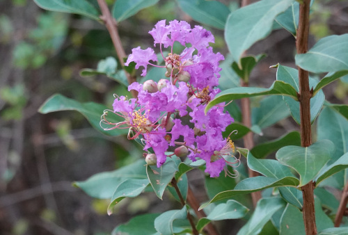 4goutou's garden