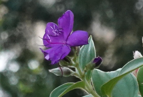 ikeda's garden