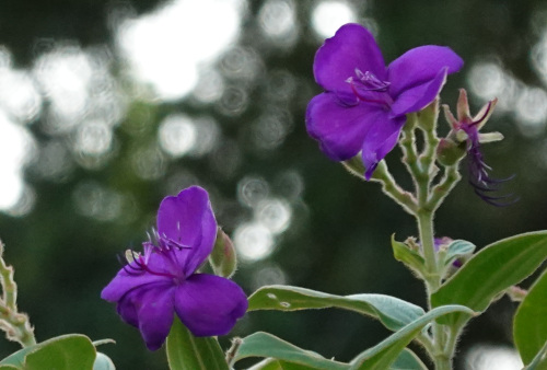 ikeda's garden