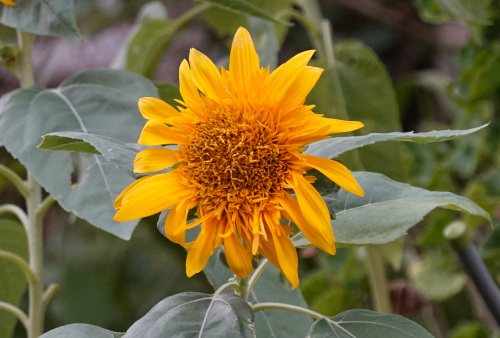 sato's garden