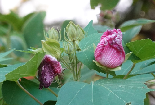 ikeda's garden