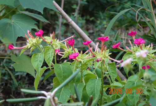 ikeda's garden