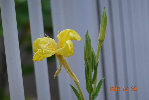 ikeda's garden
