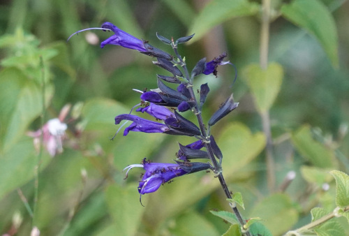 saito's garden