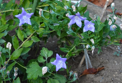 ikeda's garden