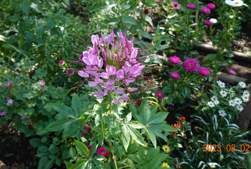 saitho's garden